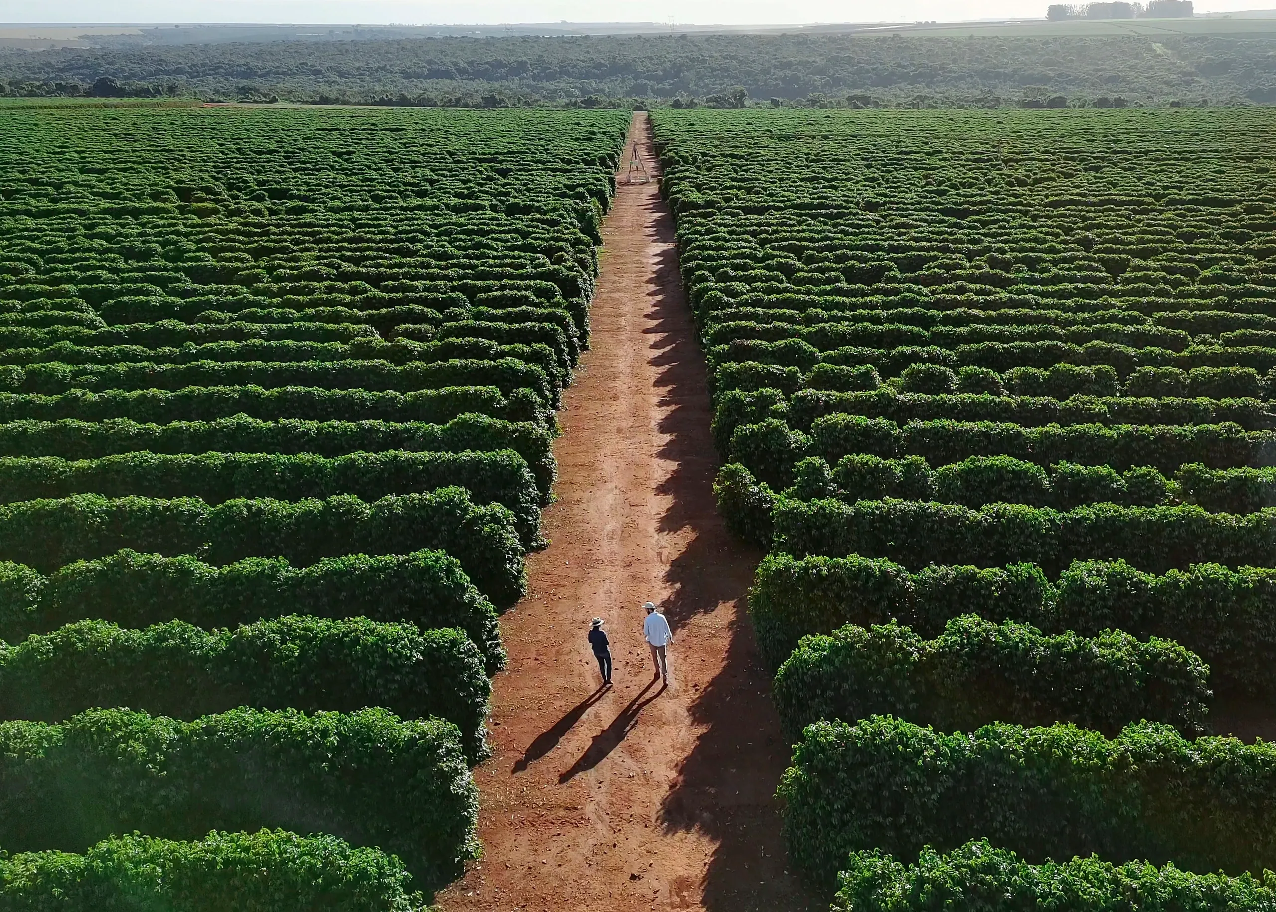Hiran Agro aloe vera farm
