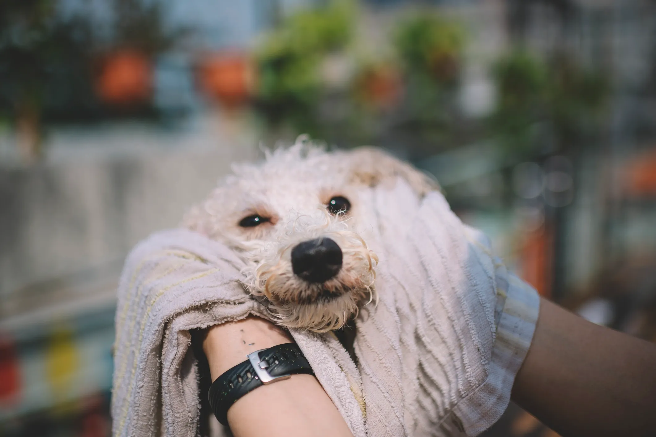Dog Shampoo — Regular