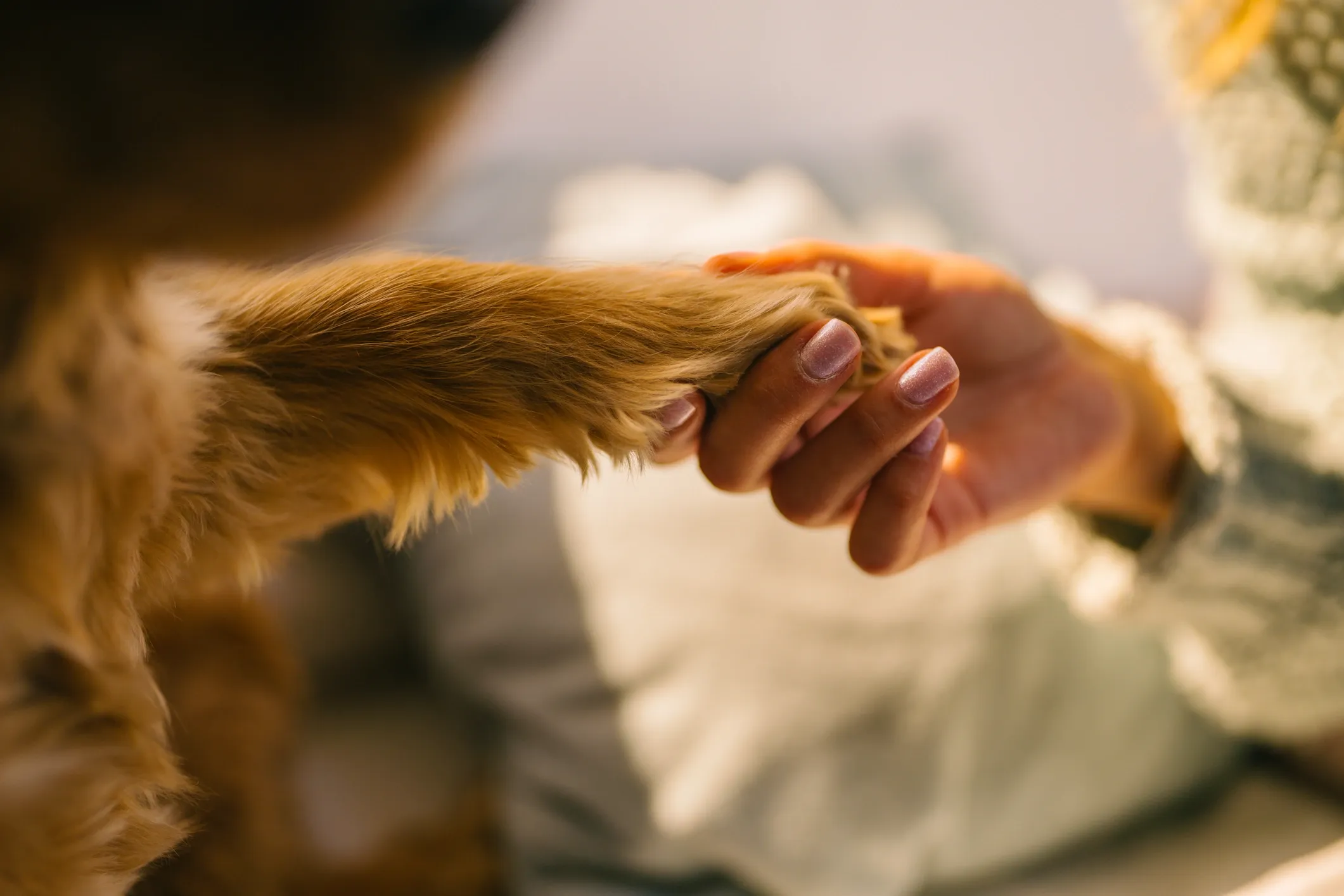 Paw & Elbow Butter