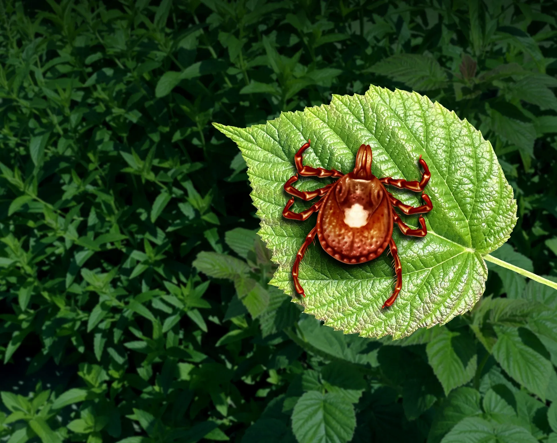 Tick Repellent Skin & Coat Conditioner